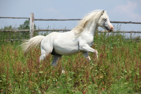 Nice white welsh mountain pony stallion galloping on pastureの写真素材