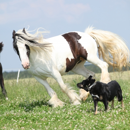 Irish cob playing with border collie on pasturageの写真素材