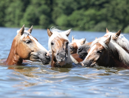 Batch of nice chestnut horses swimming in the waterの写真素材