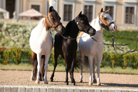 American miniature horse standing in front of some castleの写真素材