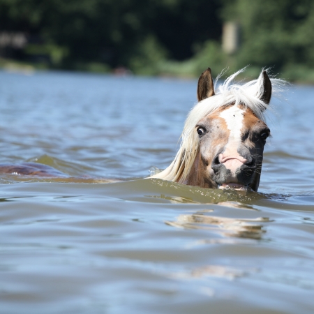 Young haflinger swimming in the water in summerの写真素材