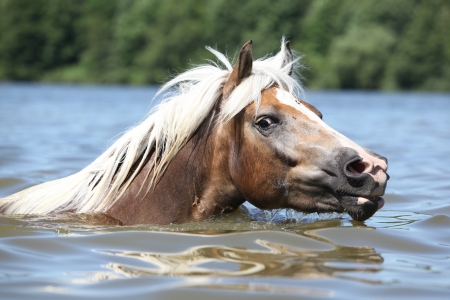 Beautiful blond haflinger swimming and looking at you in the water in summerの写真素材