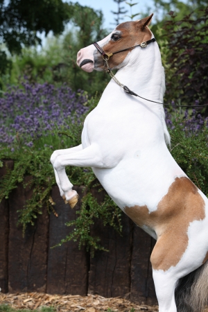 Skewbald American miniature horse prancing in the gardenの写真素材