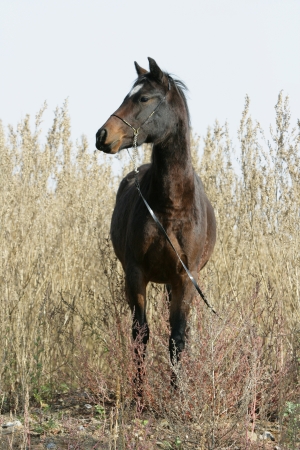 Portrait of beautiful welsh part-bred mare with show halterの写真素材