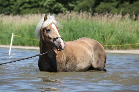 Young haflinger with halter standing in the waterの写真素材