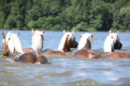 Batch of chestnut horses swimming in the water in summerの写真素材