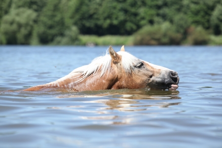 Nice blond haflinger swimming in the water in summerの写真素材