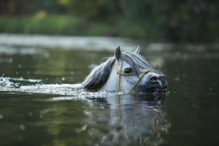 Potrait of gorgeous welsh mountain pony stallion which is swimming in riverの写真素材