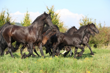Beautiful black friesian horses running on pasturageの写真素材