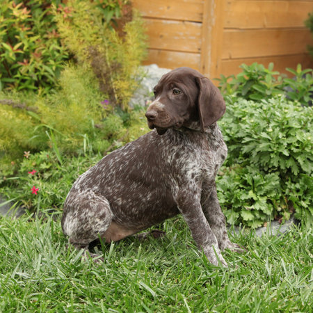 Adorable puppy of Deutscher Kurzhaariger Vorstehhund in the garden