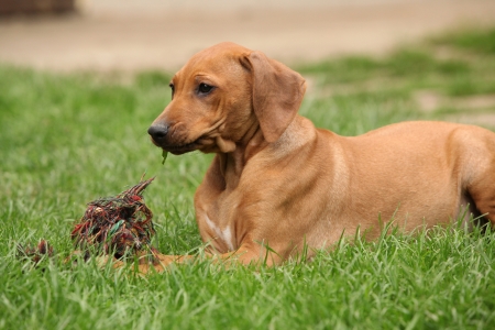 Beautiful Rhodesian ridgeback puppy in the gardenの写真素材