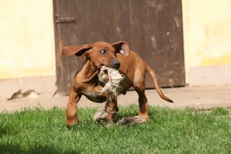 Beautiful Rhodesian ridgeback puppy in the gardenの写真素材