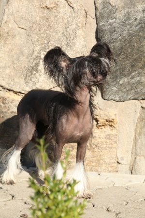 Nice Chinese Crested Dog in front of stone wall looking at youの写真素材