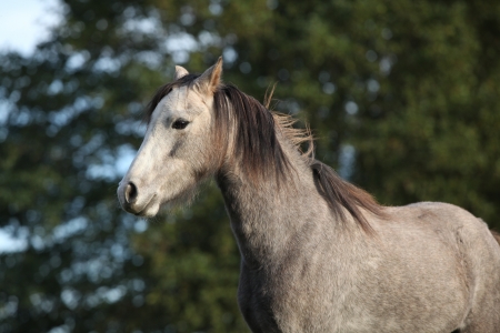 One grey pony with bad looking in front of nature backgroundの写真素材