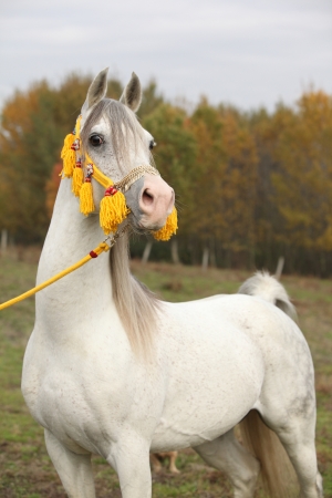 Beautiful white arabian stallion with nice show halter in autumnの写真素材