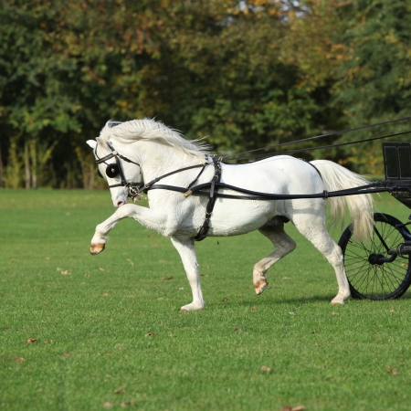 Nice white welsh mountain pony stallion running in autumnの写真素材