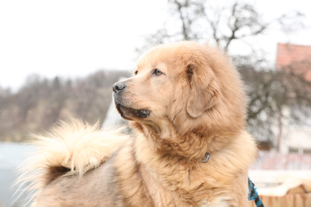 Amazing big Tibetan mastiff patrolling in the gardenの写真素材