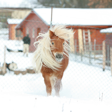 Gorgeous shetland pony with long blond mane in winterの写真素材