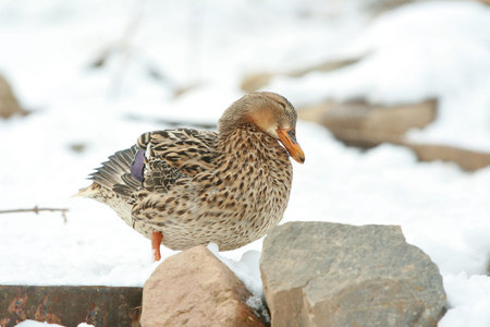 Nice mallard duck standing on the snow in winterの写真素材