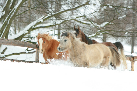 Horses running together in the lot of snow in winterの写真素材