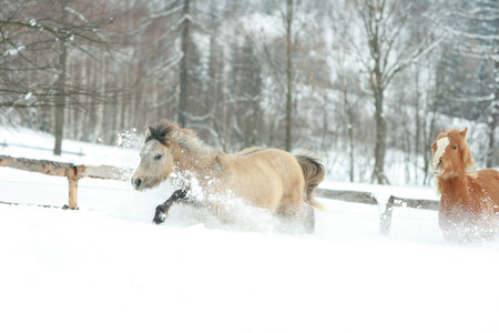 Horses running together in the lot of snow in winterの写真素材
