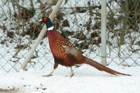 Nice Ringneck Pheasant walking on the snow in winterの写真素材