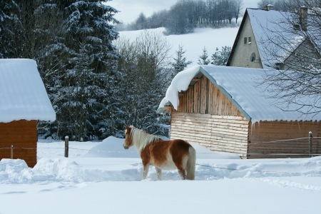 Horse looking on stable in winter with a lot of snowの写真素材