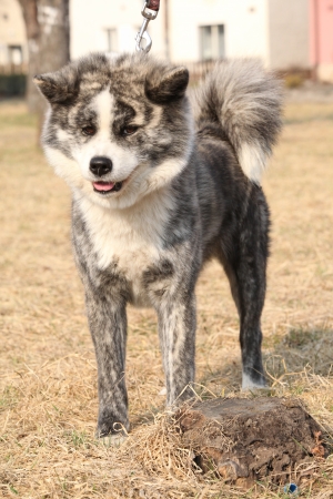 Beautiful Akita Inu standing in nature aloneの写真素材