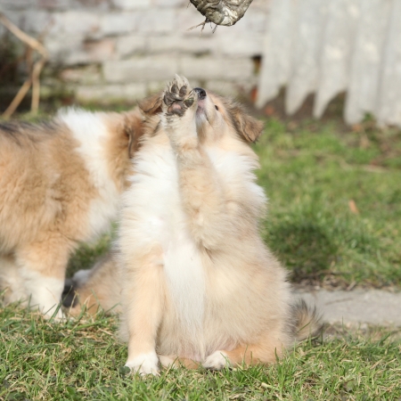 Nice Scotch Collie puppy playing with toy in the gardenの写真素材