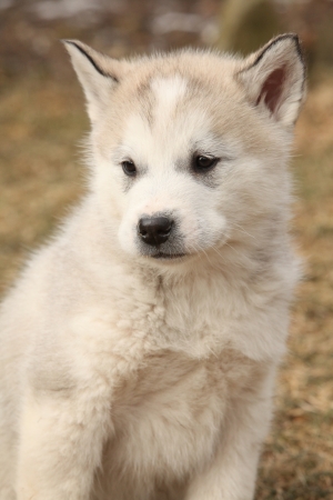 Portrait of Alaskan Malamute puppy sitting in springs gardenの写真素材