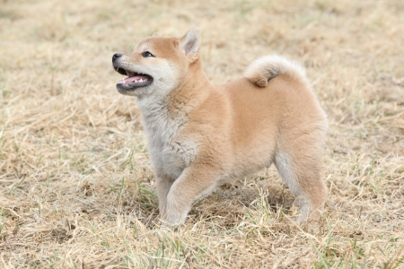 Amazing funny Shiba inu puppy on yellow grassの写真素材
