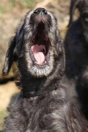 Nice Irish Wolfhound puppy yawning outsideの写真素材