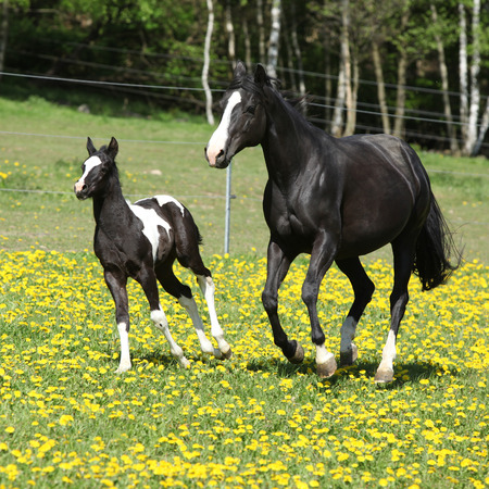 Amazing mare with little foal running together on spring pasturageの写真素材