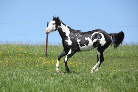 Gorgeous black and white stallion of paint horse running on spring pasturageの写真素材