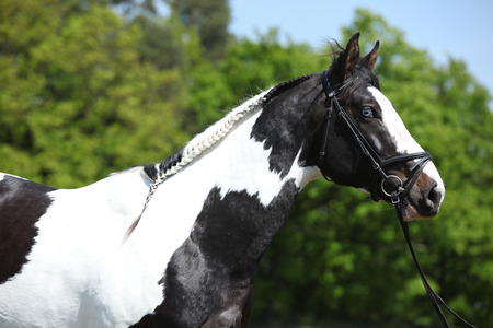Portrait of beautiful skewbald stallion with bridleの写真素材