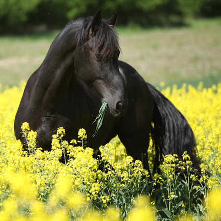 Gorgeous black friesian horse standing in colza fieldの写真素材