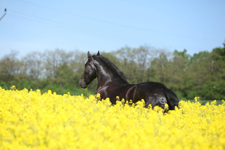 Amazing black friesian horse running in yellow colza fieldの写真素材
