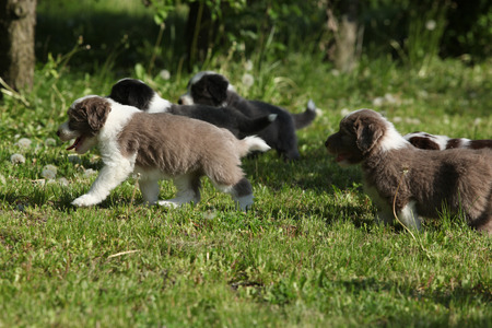Amazing puppies of Bearded Collie running togetherの写真素材