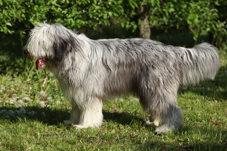Bearded collie standing in the garden aloneの写真素材