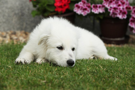 Beautiful puppy of White Swiss Shepherd Dog lying in the garden