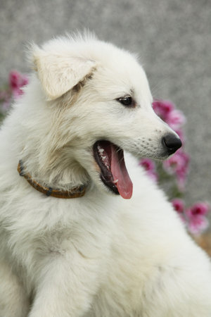 Beautiful puppy of White Swiss Shepherd Dog sitting in the garden