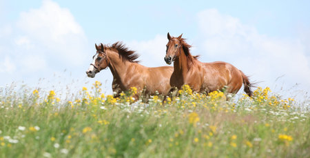 Two chestnut horses running together on meadow