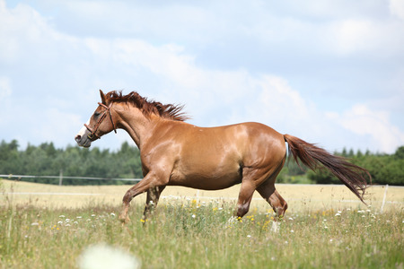 Amazing chestnut horse with bridle running on meadowの写真素材