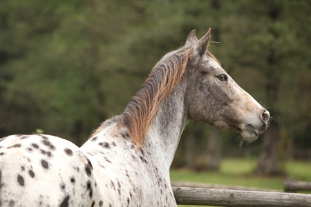 Potrait of beautiful appaloosa mare in autumnの写真素材