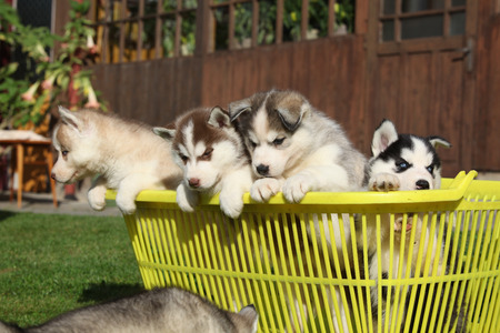 Group of siberian huskies togetherの写真素材