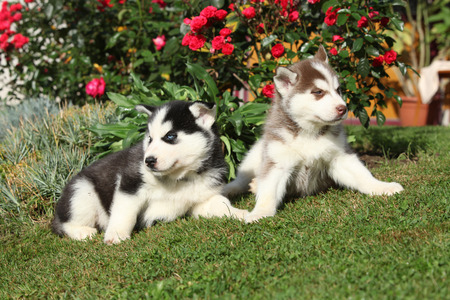 Two puppies of siberian husky lying in front of red flowersの写真素材