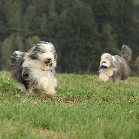 Two amazing bearded collies running together in summerの写真素材