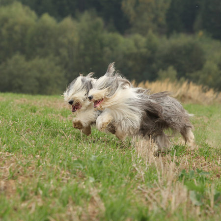Two amazing bearded collies running together in summerの写真素材