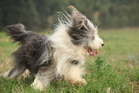 Bearded collie running in nature in summerの写真素材