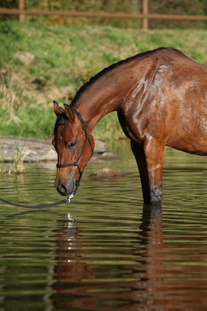 Amazing brown arabian horse standing in the waterの写真素材